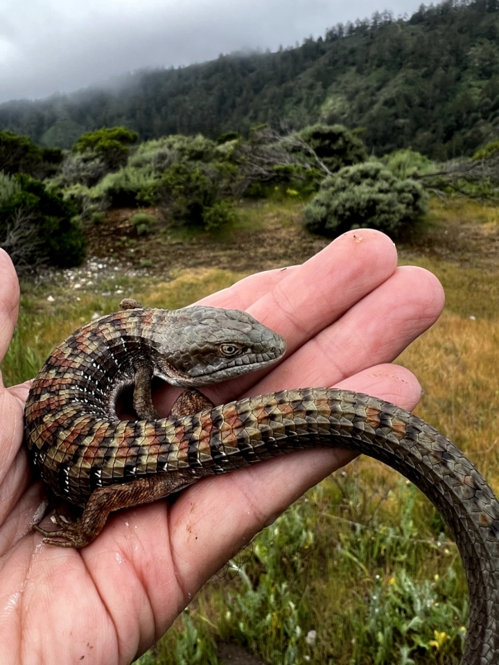 Southern Alligator Lizard